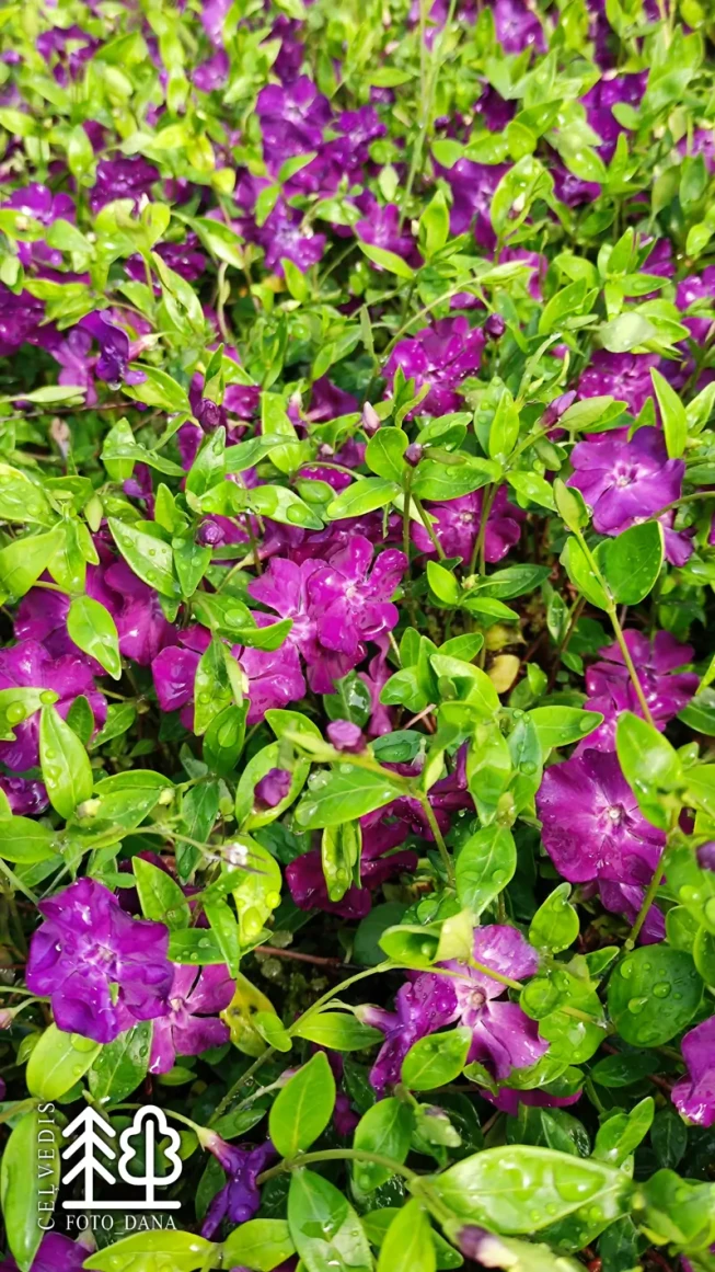 Vinca minor   'Atropurpurea'